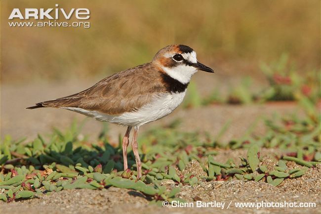 Collared plover Collared plover videos photos and facts Charadrius collaris ARKive