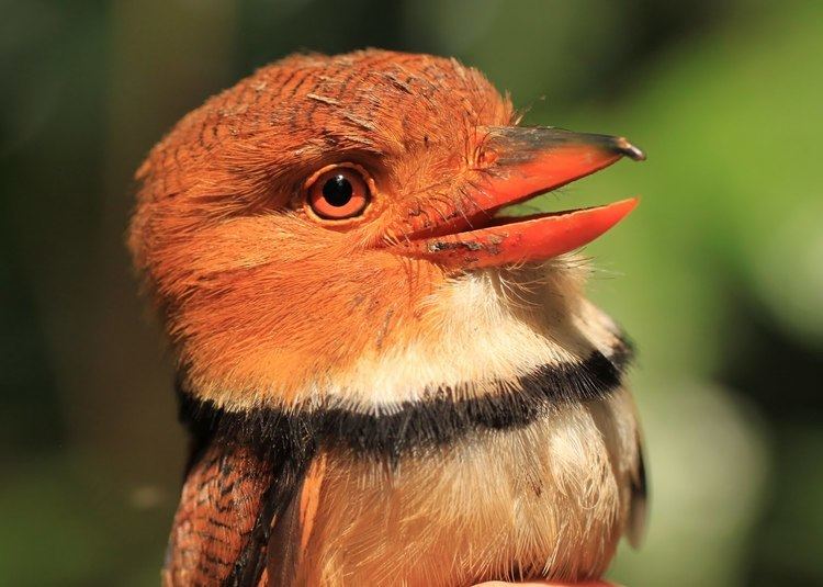 Collared puffbird 1000 images about Odd Birds on Pinterest Madagascar Abyssinian