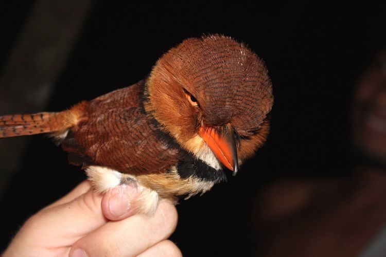 Collared puffbird httpsuploadwikimediaorgwikipediacommonsthu