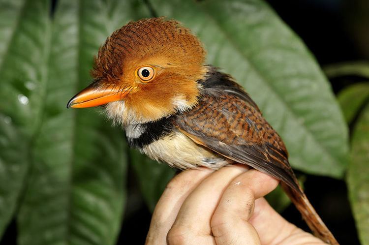 Collared puffbird Collared Puffbird Bucco capensis adult refpain68370