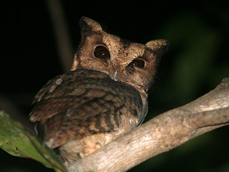 Collared scops owl Collared Scops Owl Otus lettia Information Pictures Sounds