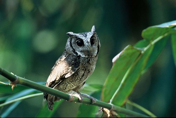 Collared scops owl Birding In Taiwan Collared ScopsOwl