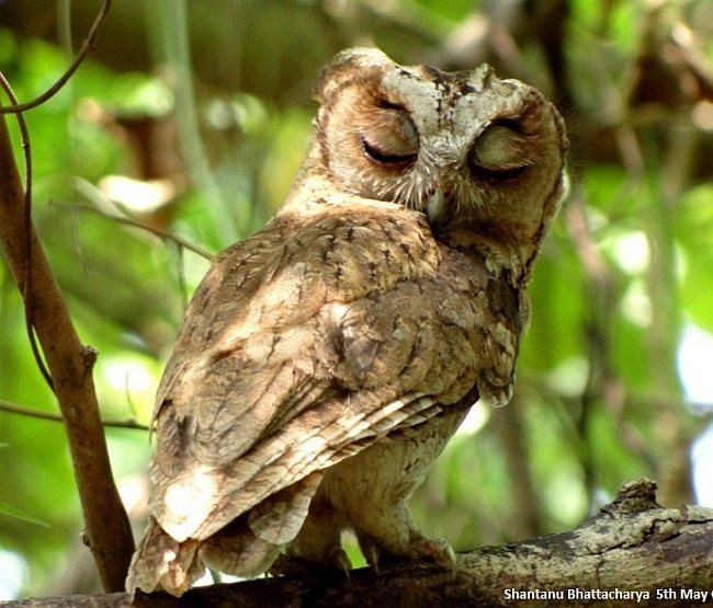 Collared scops owl Oriental Bird Club Image Database Collared Scops Owl Otus bakkamoena