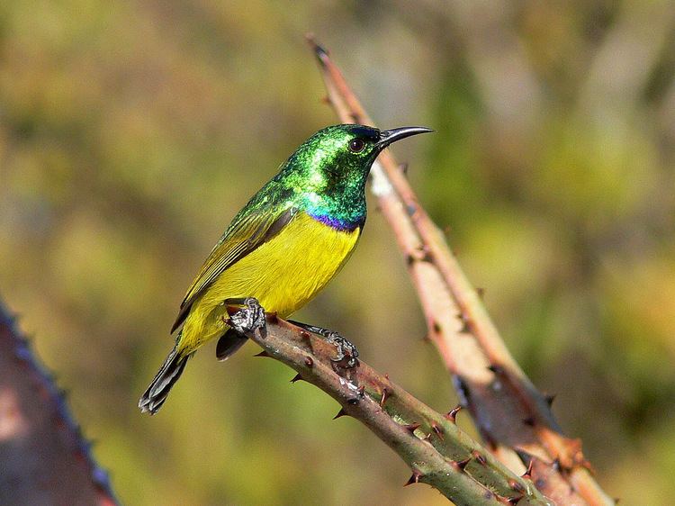 Collared sunbird Collared Sunbird Hedydipna collaris Kruger Park South A Flickr