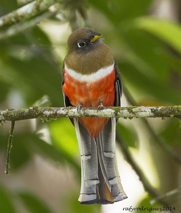 Collared trogon Trogon CollarejoCollared TrogonTrogon collaris hembra Flickr