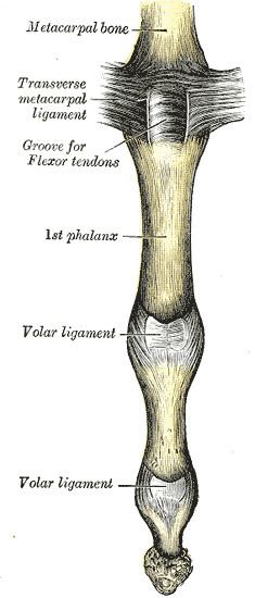 Collateral ligaments of interphalangeal joints
