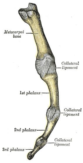 Collateral ligaments of metacarpophalangeal joints