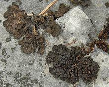 Collema coccophorum httpsuploadwikimediaorgwikipediacommonsthu