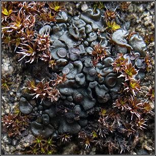 Collema tenax Irish lichens Collema tenax