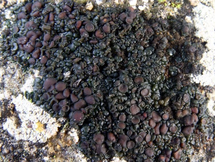 Collema tenax Lichens marins