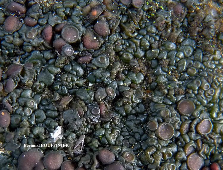 Collema tenax Lichens marins