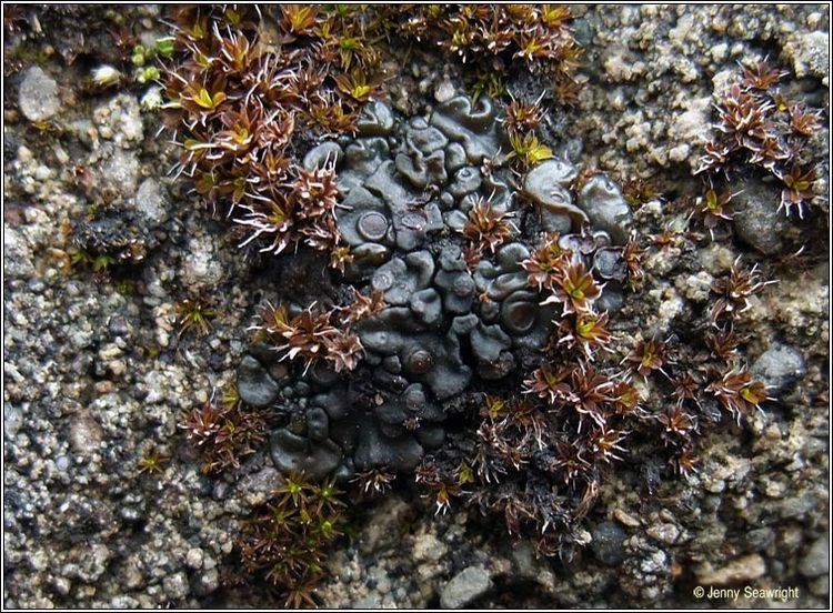 Collema tenax Irish lichens Collema tenax