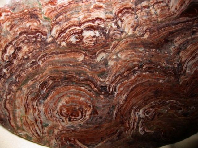 Collenia Montana Collenia Stromatolite 3 Indiana9 Fossils