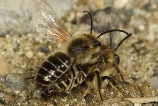 Colletes Colletes inaequalis Discover Life