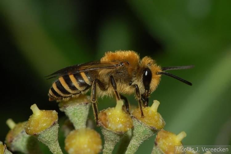 Colletes Atlas Hymenoptera Projet Colletes de Belgique Belgian Colletes