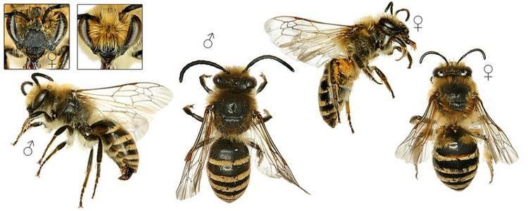 Colletes hederae - Alchetron, The Free Social Encyclopedia