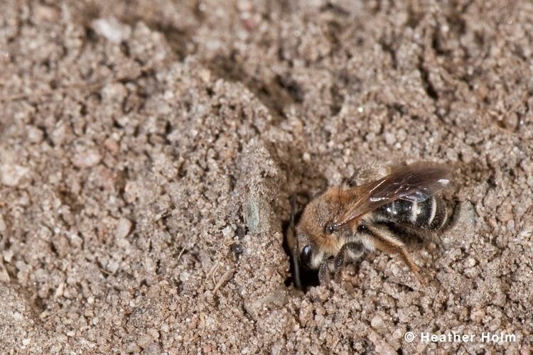 Colletes inaequalis Restoring The Landscape With Native Plants GroundNesting Bee