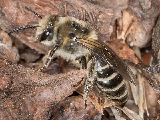 Colletes inaequalis Colletes Bee Colletes inaequalis BugGuideNet