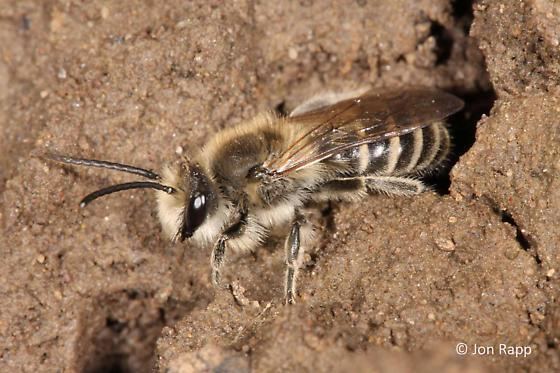 Colletes inaequalis Cellophane Bee Colletes inaequalis BugGuideNet