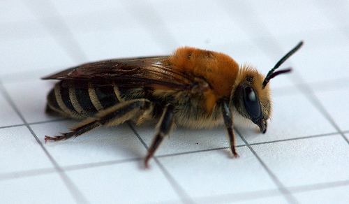 Colletidae Flatbush Gardener Colletes thoracicus Colletidae Cellophane Bees