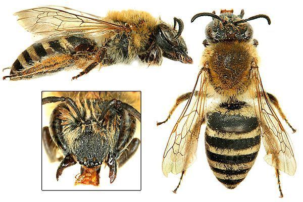 Colletidae Chapter 12 Not A Honeybee 9 Family Colletidae Plasterer Bees