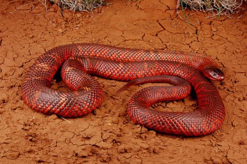Collett's snake Collett39s Snake Facts and Pictures Reptile Fact