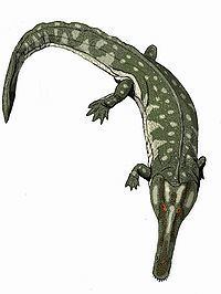 Collidosuchus httpsuploadwikimediaorgwikipediacommonsthu