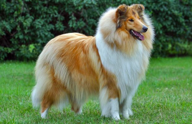 Collie Collie Dog Breed History Information and Pictures PawCulture
