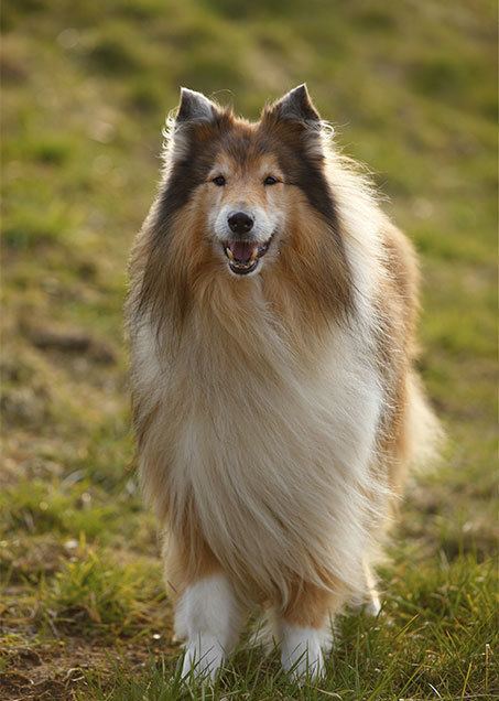 Collie Collie Dog Breed Information Pictures Characteristics amp Facts