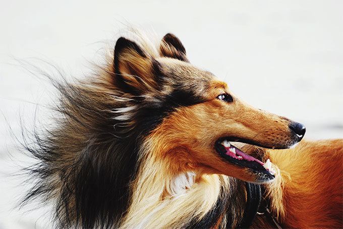 Collie Collie Dog Breed Information Pictures Characteristics amp Facts