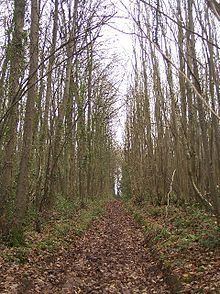 Collinpark Wood SSSI httpsuploadwikimediaorgwikipediacommonsthu