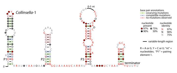 Collinsella-1 RNA motif