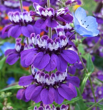 Collinsia Collinsia species 39Purple39 quotPurple Chinese Housesquot Buy Online at