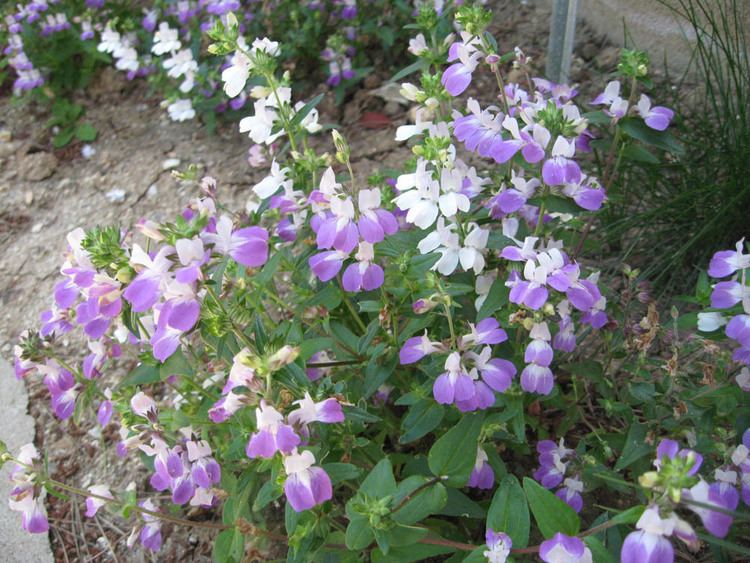 Collinsia Mother Nature39s Backyard A Waterwise Garden Plant of the Month