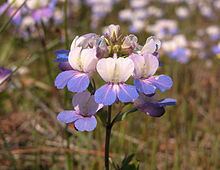 Collinsia grandiflora httpsuploadwikimediaorgwikipediacommonsthu