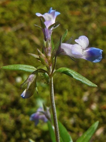 Collinsia parviflora Collinsia parviflora smallflowered blueeyed Mary Go Botany
