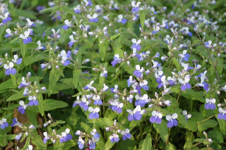 Collinsia verna Commentary Edgar Denison Left A Legacy In A Patch Of BlueEyed Mary