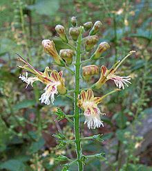 Collinsonia canadensis httpsuploadwikimediaorgwikipediacommonsthu
