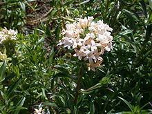 Collomia grandiflora httpsuploadwikimediaorgwikipediacommonsthu