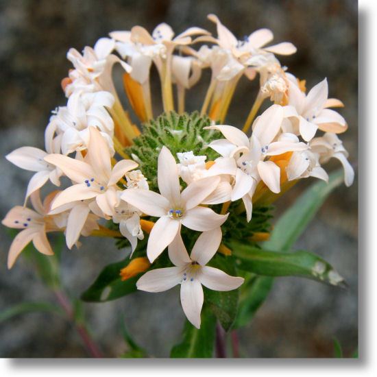 Collomia grandiflora Yosemite Wildflowers LargeFlowered Collomia Collomia grandiflora