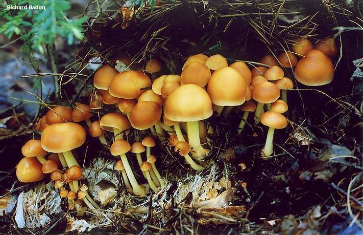 Collybia Gymnopus dryophilus MushroomExpertCom