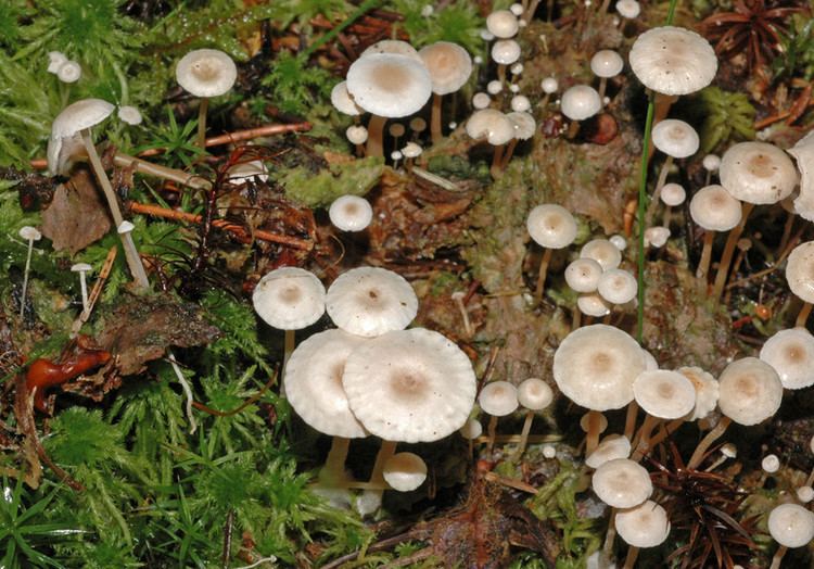 Collybia tuberosa Fungus Gallery Collybia NIKB2280