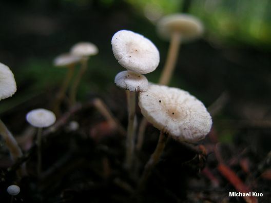 Collybia tuberosa wwwmushroomexpertcomimageskuocollybiatuberos