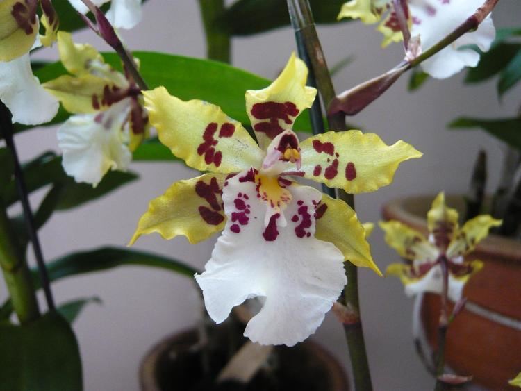 Colmanara Colmanara WildCatNN OrchidsTalk