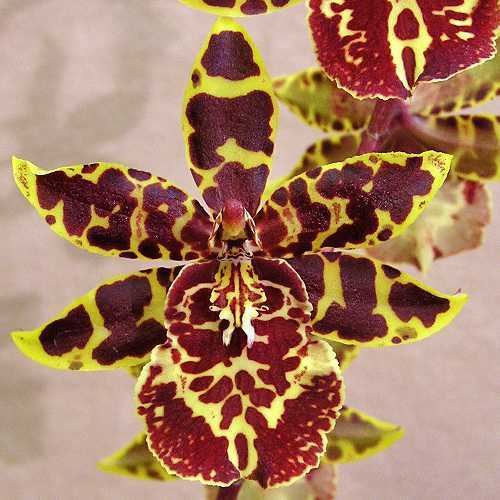 Colmanara Developing an Orchid Collection with Backbulbs Colmanara Wildcat
