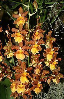Colmanara httpsuploadwikimediaorgwikipediacommonsthu