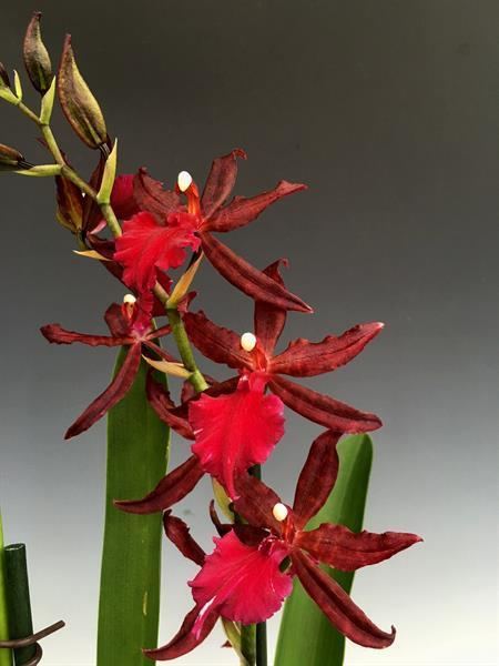 Colmanara Colmanara Masai Red presented by Orchids Limited