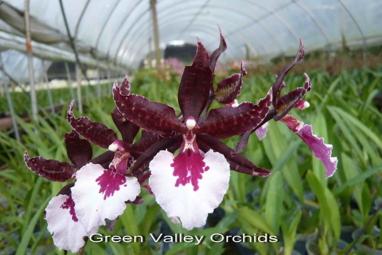 Colmanara ColmanaraColm Green Valley Orchids Taiwan
