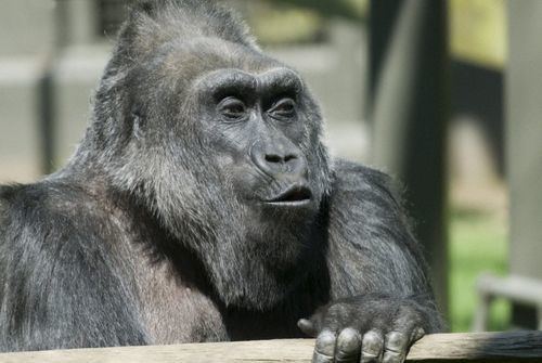 Colo (gorilla) World39s Oldest Gorilla Celebrates Birthday at Columbus Zoo ZooBorns