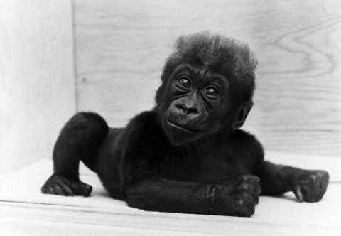 Colo (gorilla) Colo the gorilla is world39s oldest The Washington Post
